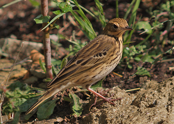 Pispola o prispolone ? Pispola (Anthus pratensis)